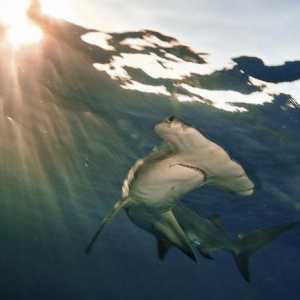 Гигантская акула-молот: описание и фото