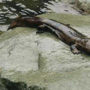 Гигантская саламандра (исполинская): описание, размеры
