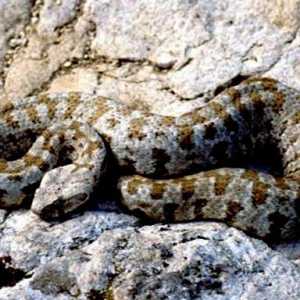 Гюрза - змея опасная, но с ценным для медицины ядом
