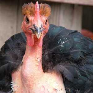 Голошейная порода кур: описание и отзывы