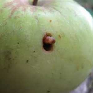 Caterpillar na jabloních: metody boje
