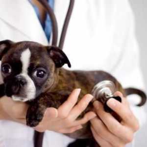 Chabarovsk, veterinární klinika: Jak si vybrat, na co se zaměřit, jak učinit váš nemocný pet…