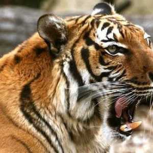 Индокитайский тигр: описание с фото