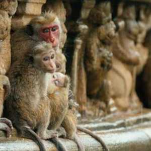 Изменение иерархии у обезьян. Удивительный мир приматов