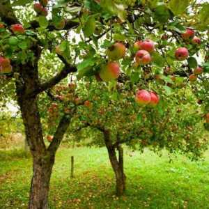 Apple Tree Champion: popis odrůdy. Vlastnosti Apple šampiona