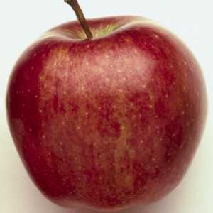 Apple Tree „Gloucester“: popis odrůdy, fotky