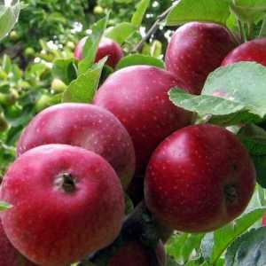 Apple Tree „kovalenkovskoe“: popis odrůdy a péče