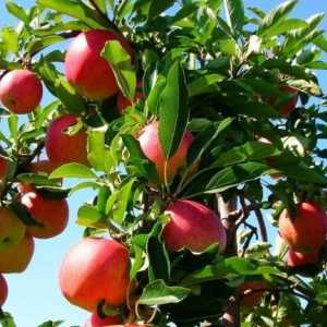 Apple Tree: Výsadba a Péče o sazenice