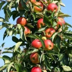 Apple Tree „Žiguli“ - dobrá pozdní odrůda