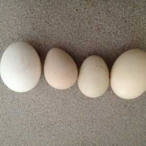 Яйцо цесарки: разведение птиц в домашних условиях