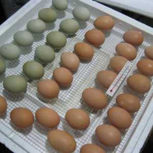 Яйцо инкубационное: требования, особенности, хранение