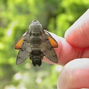 Языкан обыкновенный - насекомое "колибри"