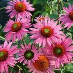 Echinacea tincture-: recenze a indikace pro použití