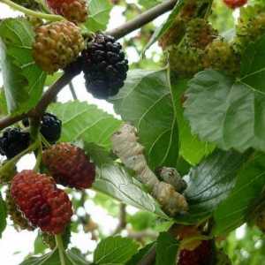 To je úžasný strom - Mulberry: dobro a škody ...?
