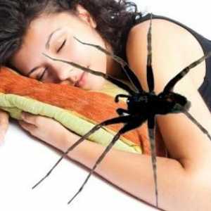 Proto přicházejí pavouky ve spánku? Dream Výklad objasňuje