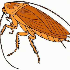Co vize švábů ve snu: sen Kniha vypráví