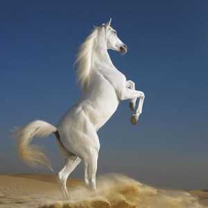 Proč sní o bílém koni? Byste být na koňském hřbetě nebo pod ní?