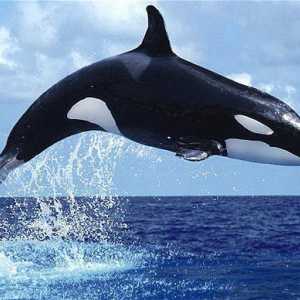 Proč sní o velryby? snít výklad