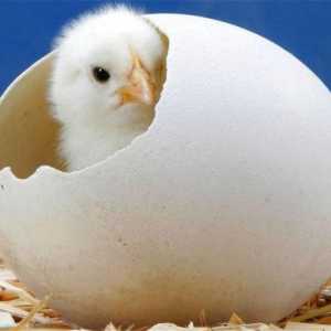 Proč sen o papouška chick, zazpívá, vylíhla z vejce v ruce?