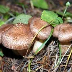 Jaký to sen sbírat houby v lese? Co otravy?