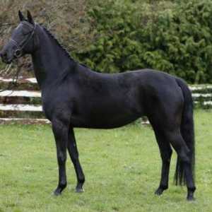 Кабардинская порода лошадей: история, характеристика, описание экстерьера