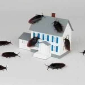 Jak se vypořádat s švábi v bytě lidových prostředků? dobrá rada
