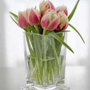 Jak udržet řezané tulipány doma?