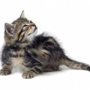 Jak se zbavit blech u koťat: efektivních metod kontroly a prevence