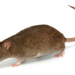 Jak se zbavit potkanů ​​v bytě? dobrá rada