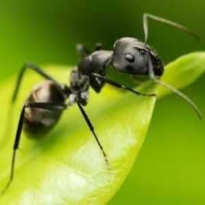 Jak se zbavit mravenců ze zahrady na místě rychle a trvale