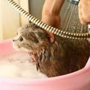 Jak koupat kotě v pořádku?