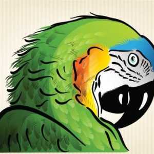 Как нарисовать попугая карандашом поэтапно? Узнаем!