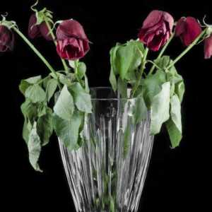 Jak oživit růže a udržet kytici svěží po dlouhou dobu