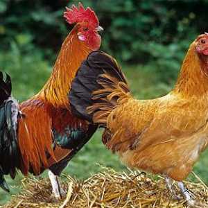 Как петухи оплодотворяют курицу? Сколько кур может оплодотворить петух?