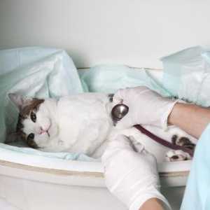 Jak je léčba urolitiázy u koček?