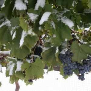 Jak udržet vinnou révu za studena: hrozny pro zimní úkrytu