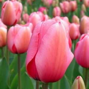 Jak pečovat o tulipánů po odkvětu, aby jim