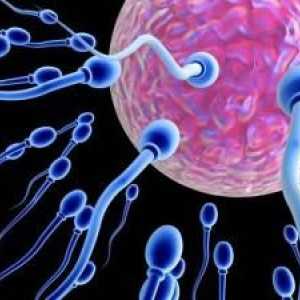 Jak zlepšit spermií a zvýšit šance na těhotenství