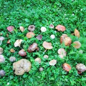 Как выбрать грибы: съедобные и несъедобные в Харьковской области