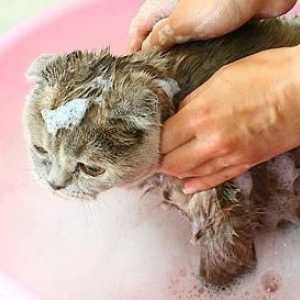 Jak si vybrat šampon pro blechám pro kočky a jak ji používat?