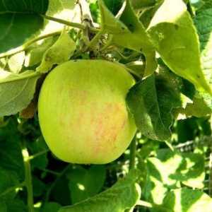 Jak vrátit jablečnou šťávu? Jablečný džus na zimu: Recept