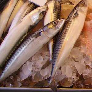 Jak naložit čerstvé zmrazené makrela rychlé a chutné
