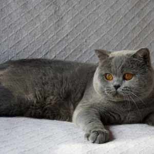 Jaké jsou plemeno šedá kočka?