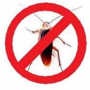 Co je nejúčinnějším prostředkem švábů?