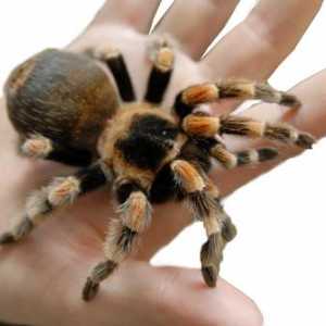 Какой образ жизни ведет самый большой паук в мире