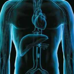 Jaká je role jater v lidském těle? Úloha jater v procesu trávení