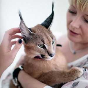 Caracal home - klus pro milovníky exotických domácích mazlíčků