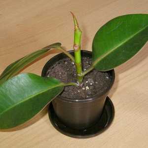 Ficus elastica: rozmnožování a péči