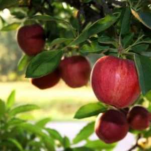 Kefír-apple dieta: dejte si zpět k normálu