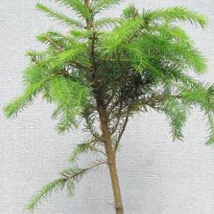 Кипарис – хвойное дерево, способное расти и в домашних условиях